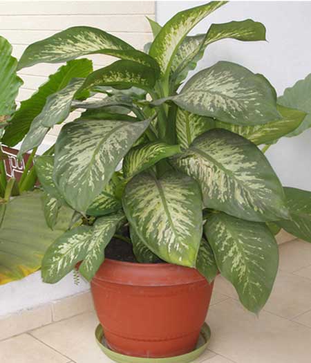 dieffenbachia