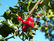 holly