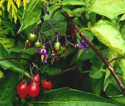 Woody nightshade plant